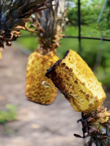 Вечер барбекю с Piña Colada